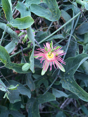 Passiflora mexicana