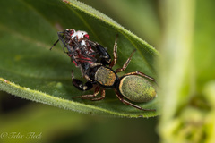 Sassacus barbipes