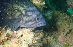 Sebastes mystinus
