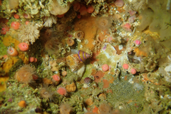 Calliostoma annulatum