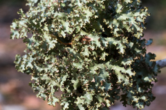 Tuckermanopsis americana