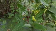 Smilax walteri