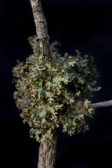 Tuckermanopsis americana