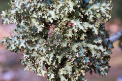 Tuckermanopsis americana