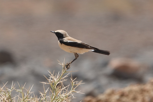Desert Wheatear
