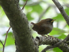 Troglodytes pacificus