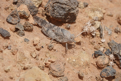 Tuarega insignis
