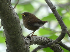 Troglodytes pacificus