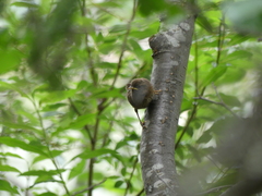 Troglodytes pacificus