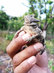 Phrynosoma taurus