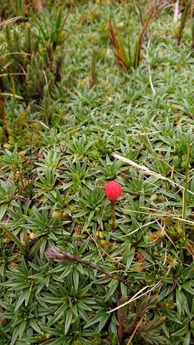 Gentianella rupicola, photograph 6