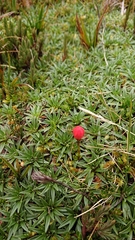 Gentianella rupicola, photograph (c) Diego Inclan, some rights reserved (CC BY)