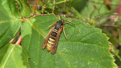 Pennisetia marginatum