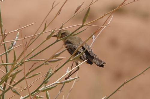 Willow Warbler