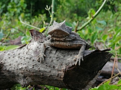 Phrynosoma taurus