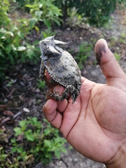 Phrynosoma taurus