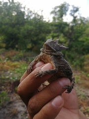 Phrynosoma taurus