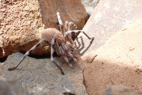 Eusparassus oraniensis