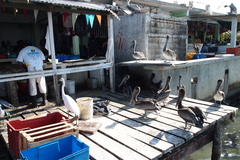 Pelecanus occidentalis