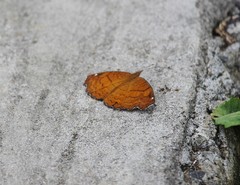 Ariadne ariadne gedrosia