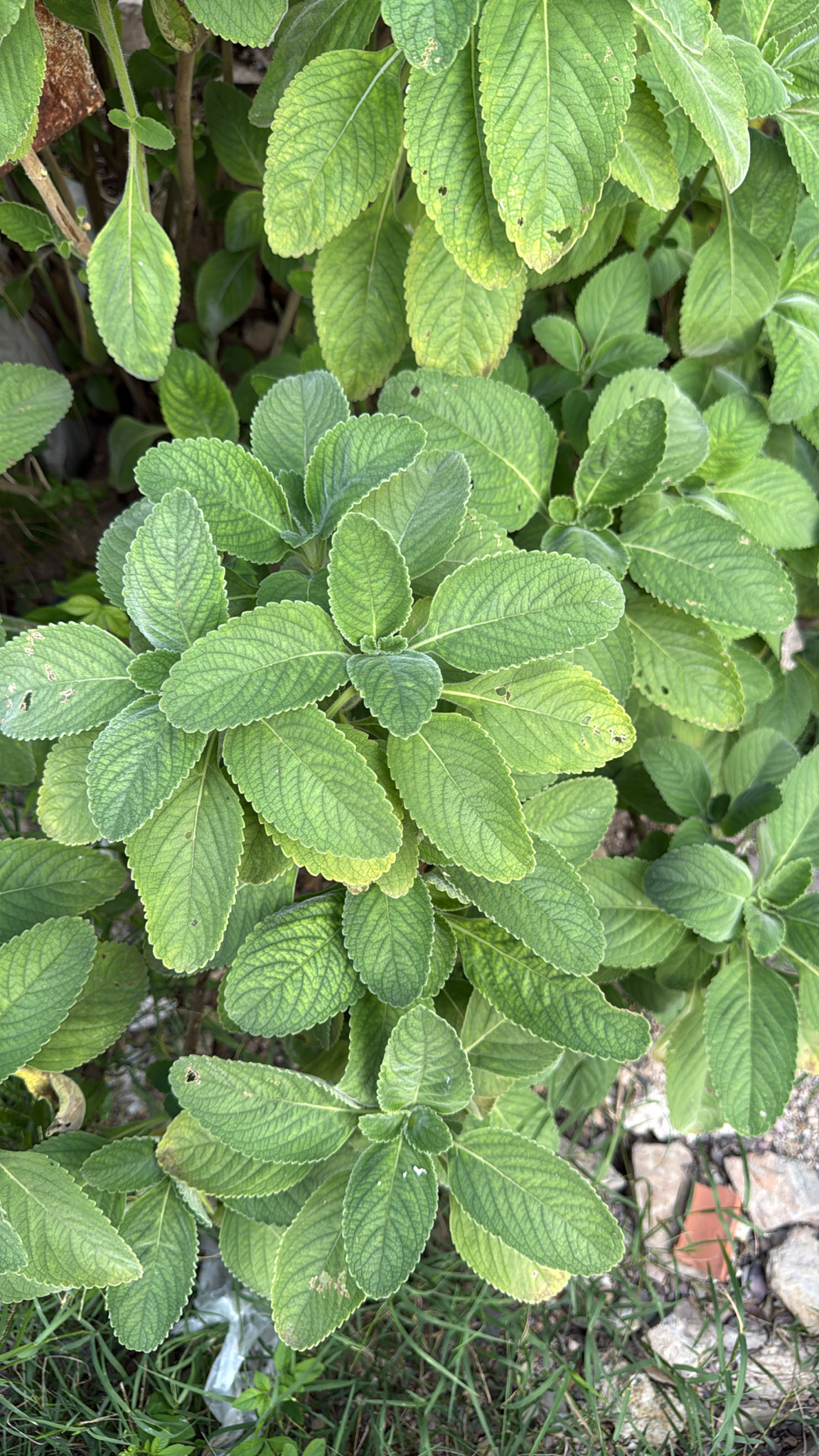 Coleus barbatus