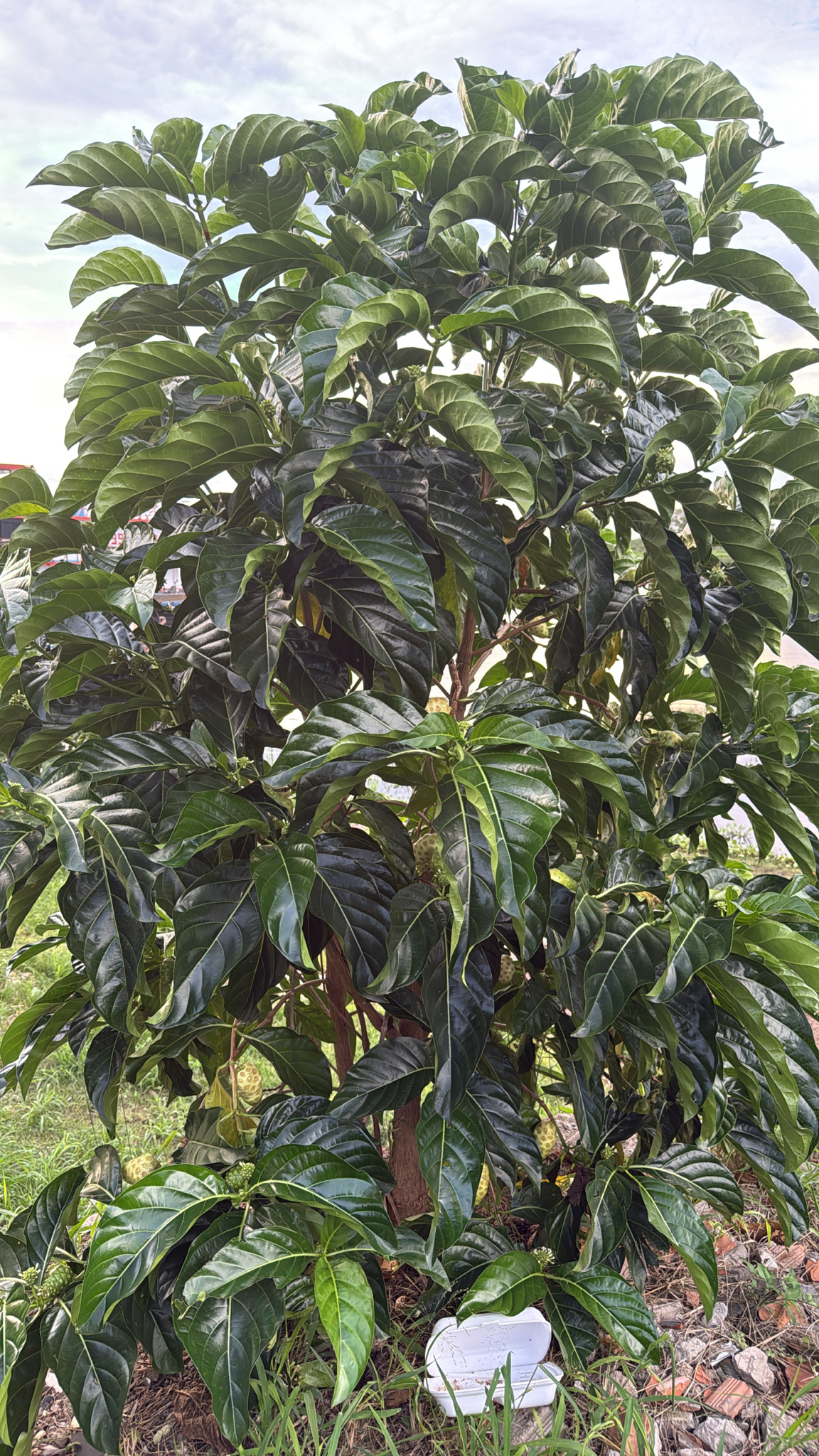 Morinda citrifolia