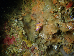 Calliostoma annulatum