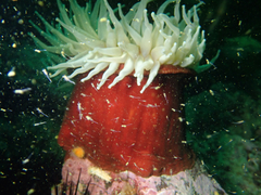 Urticina piscivora
