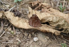 Ariadne ariadne gedrosia