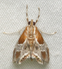 Chalcoela pegasalis