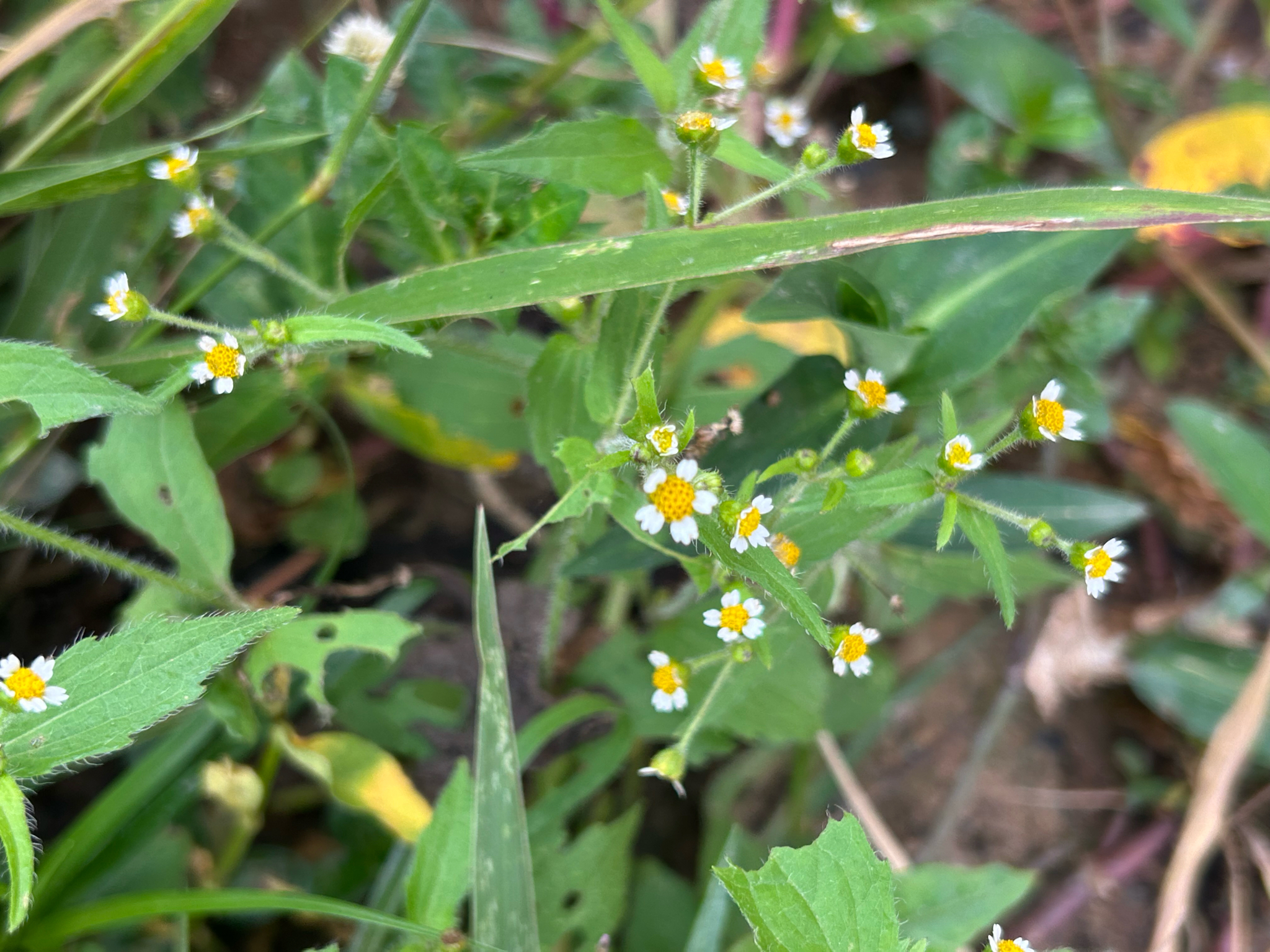 Galinsoga quadriradiata