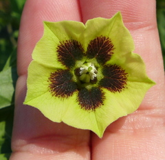 Physalis longifolia subglabrata