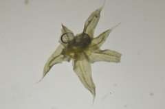 Claopodium bolanderi