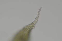 Claopodium bolanderi