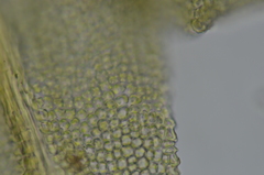 Claopodium bolanderi