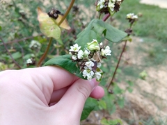 Fagopyrum esculentum