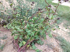 Fagopyrum esculentum