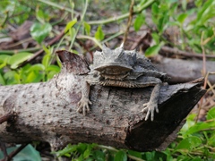 Phrynosoma taurus