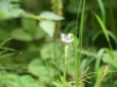 Rheumaptera hastata