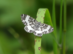Rheumaptera hastata