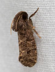 Acrolophus texanella