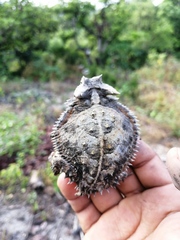 Phrynosoma taurus
