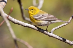 Pine Warbler photo 5