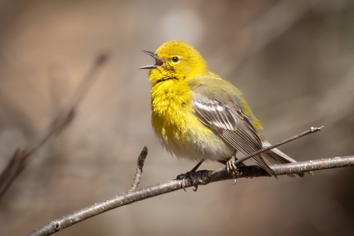 Pine Warbler, photo 5 of 10