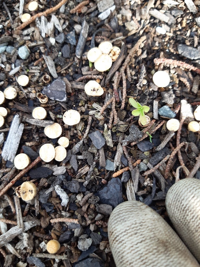 Crucibulum simile · April 2025 · photo: © eleanor_bissell (iNaturalist, cc-by)