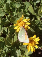Colias meadii
