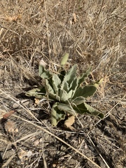 Verbascum thapsus