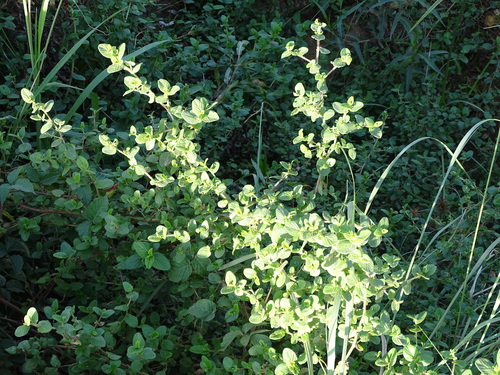 Image of Cliffortia odorata by (c) Shaun Swanepoel, some rights reserved (CC BY)