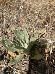 Verbascum thapsus