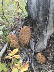 Ramaria gelatinosa